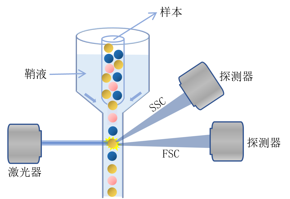 血液細(xì)胞檢測(cè)原理 血液細(xì)胞檢測(cè)原理